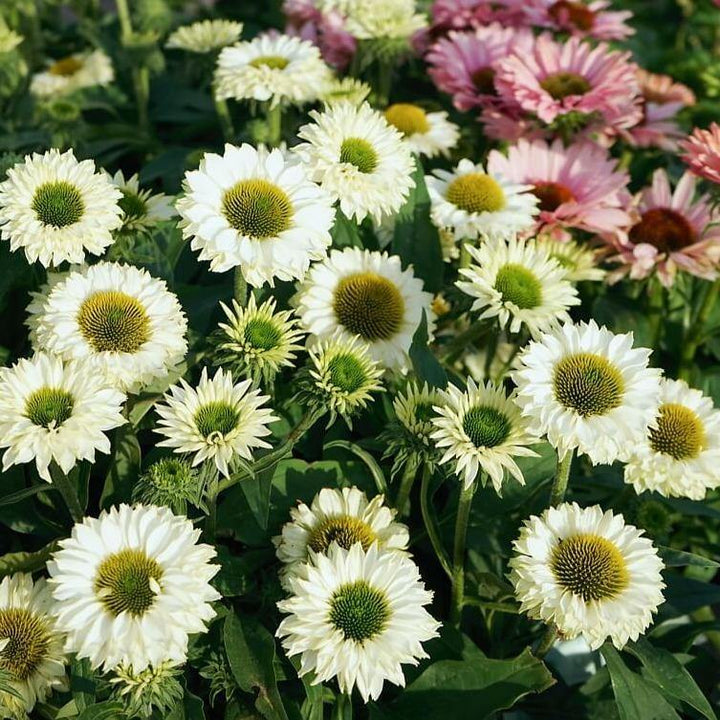 Echinacea Hybrida Sunseekers White Perfection  butași trandafiri de grădină