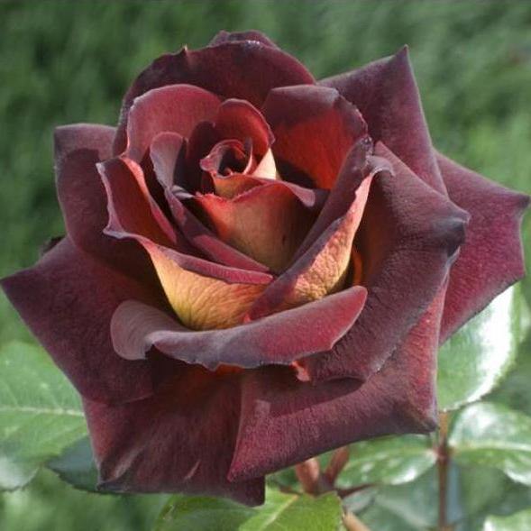 Eddy Mitchell Trandafir Teahibrid butași trandafiri de grădină