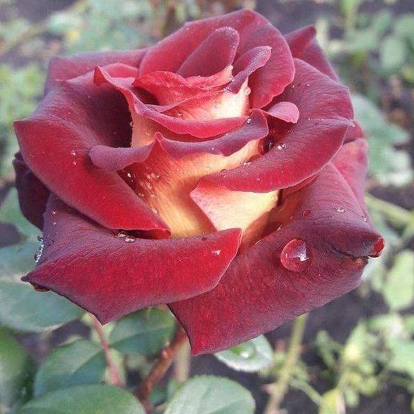 Eddy Mitchell Trandafir Teahibrid butași trandafiri de grădină