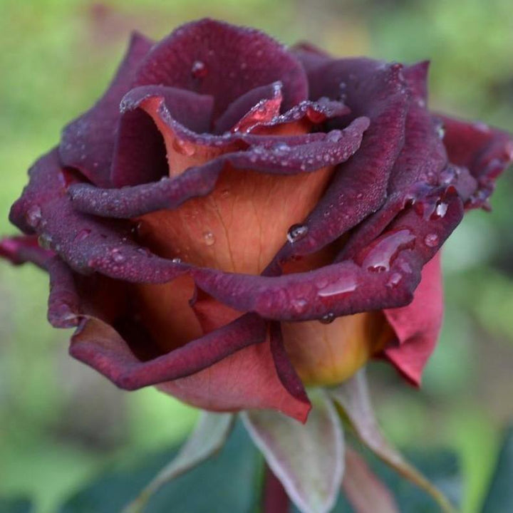 Eddy Mitchell Trandafir Teahibrid butași trandafiri de grădină