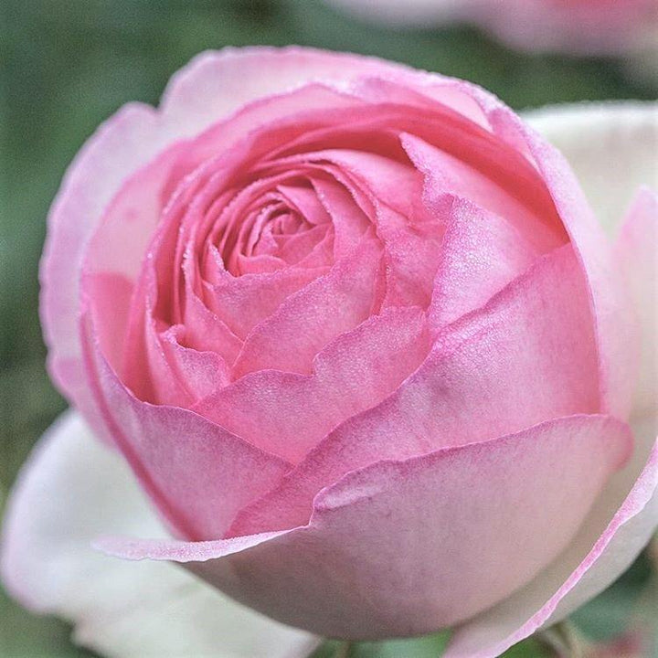 Eden Rose (Pierre de Ronsard) Trandafir Cățărător Urcător butași trandafiri de grădină