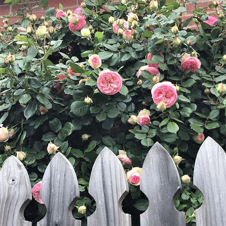 Eden Rose (Pierre de Ronsard) Trandafir Cățărător Urcător butași trandafiri de grădină