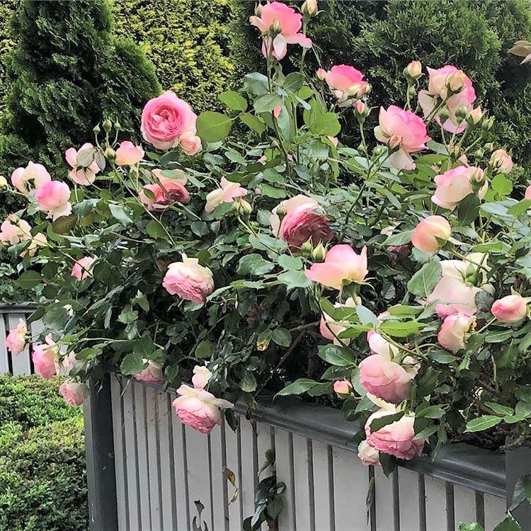 Eden Rose (Pierre de Ronsard) Trandafir Cățărător Urcător butași trandafiri de grădină