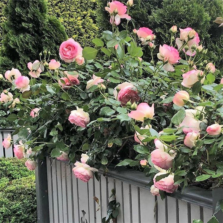 Eden Rose (Pierre de Ronsard) Trandafir Cățărător Urcător butași trandafiri de grădină