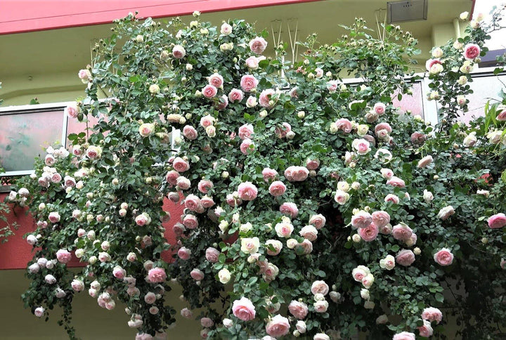 Eden Rose (Pierre de Ronsard) Trandafir Cățărător Urcător butași trandafiri de grădină