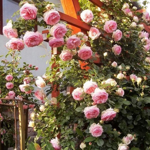 Eden Rose (Pierre de Ronsard) Trandafir Cățărător Urcător butași trandafiri de grădină