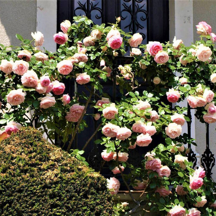 Eden Rose (Pierre de Ronsard) Trandafir Cățărător Urcător butași trandafiri de grădină