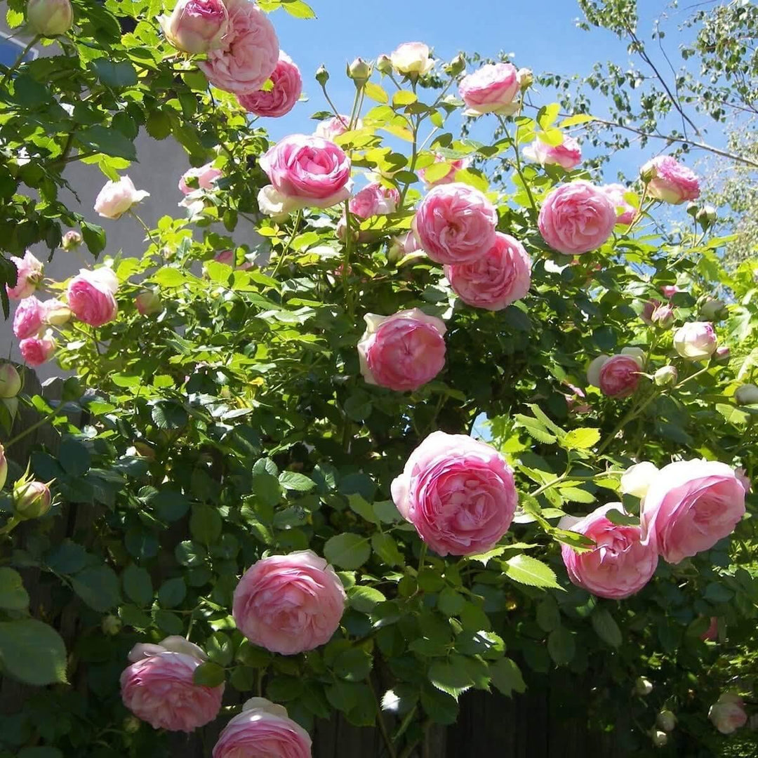 Eden Rose (Pierre de Ronsard) Trandafir Cățărător Urcător butași trandafiri de grădină