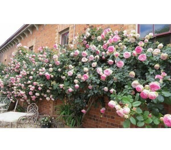 Eden Rose (Pierre de Ronsard) Trandafir Cățărător Urcător butași trandafiri de grădină