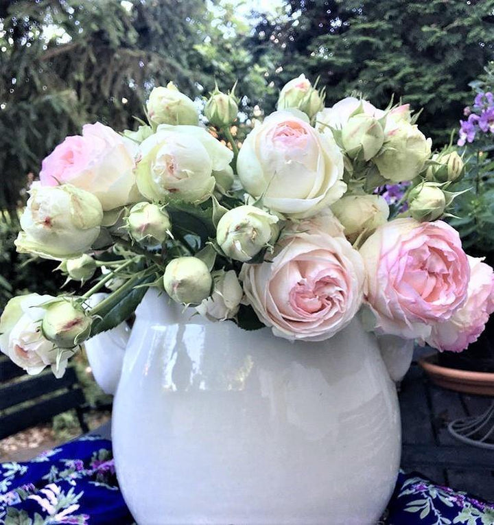 Eden Rose (Pierre de Ronsard) Trandafir Cățărător Urcător butași trandafiri de grădină