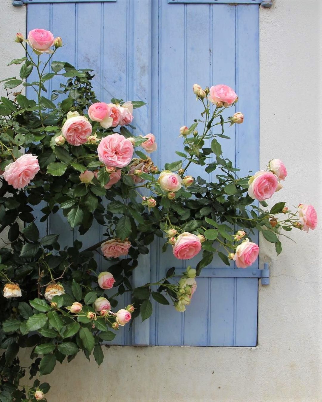 Eden Rose (Pierre de Ronsard)