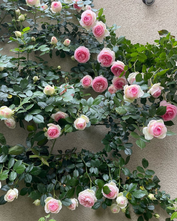 Eden Rose (Pierre de Ronsard)