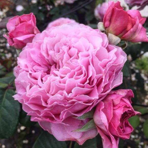 Eisvogel Trandafir Teahibrid butași trandafiri de grădină