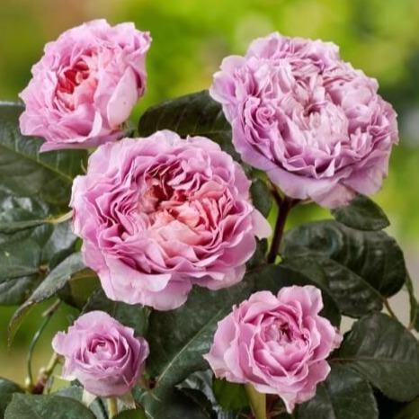 Eisvogel Trandafir Teahibrid butași trandafiri de grădină