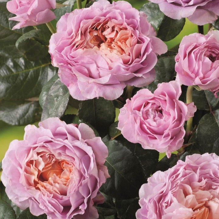 Eisvogel Trandafir Teahibrid butași trandafiri de grădină