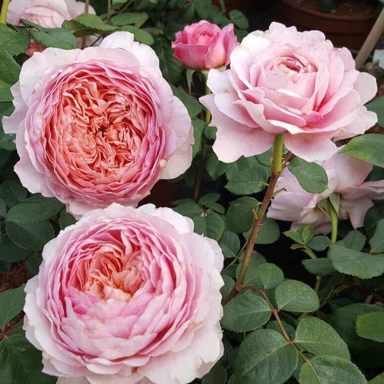 Eisvogel Trandafir Teahibrid butași trandafiri de grădină