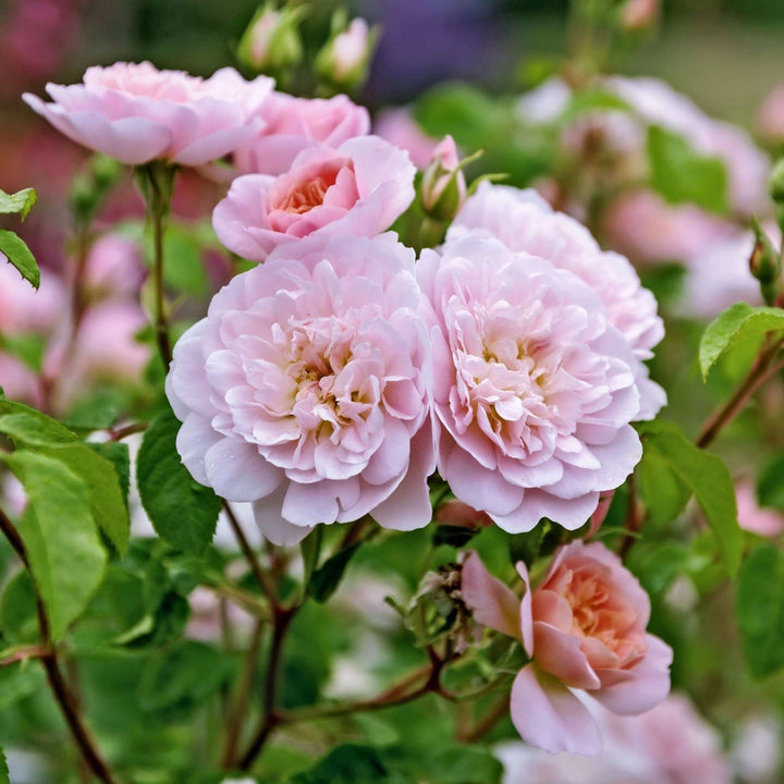 Elizabeth Trandafir Englezesc Floribunda butași trandafiri de grădină