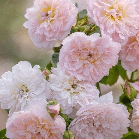 Elizabeth Trandafir Englezesc Floribunda butași trandafiri de grădină