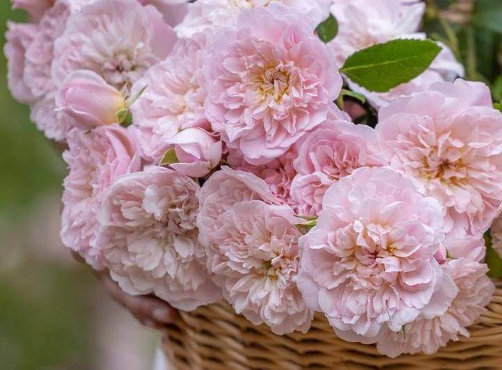 Elizabeth Trandafir Englezesc Floribunda butași trandafiri de grădină