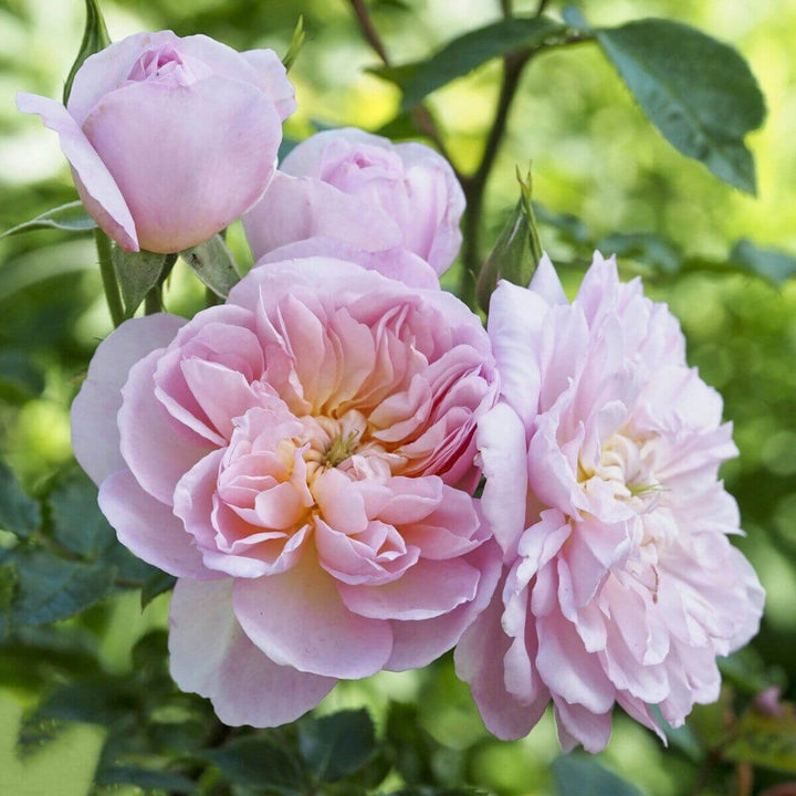 Elizabeth Trandafir Englezesc Floribunda butași trandafiri de grădină