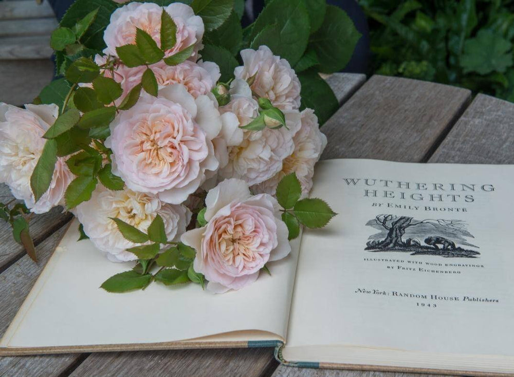 Emily Bronte Trandafir Englezesc Floribunda butași trandafiri de grădină