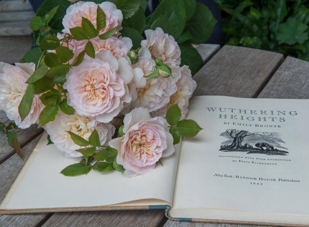 Emily Bronte Trandafir Englezesc Floribunda butași trandafiri de grădină