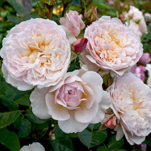 Emily Bronte Trandafir Englezesc Floribunda butași trandafiri de grădină