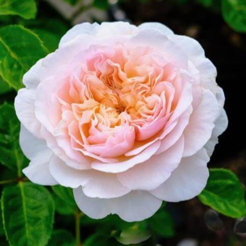 Emily Bronte Trandafir Englezesc Floribunda butași trandafiri de grădină