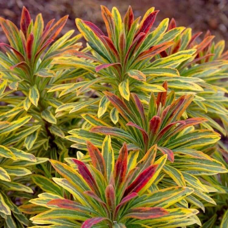 Euphorbia Ascott Rainbow Perene butași trandafiri de grădină