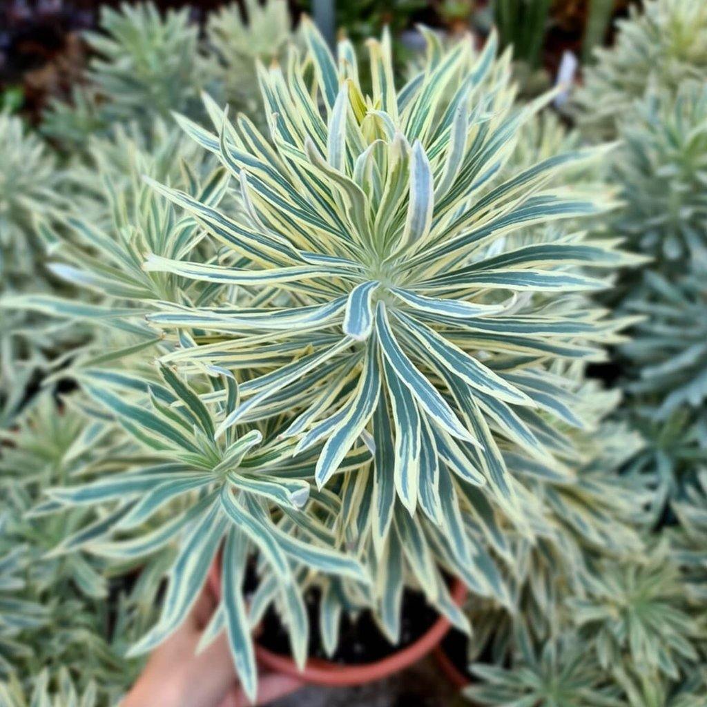 Euphorbia Characias Tasmanian Tiger  butași trandafiri de grădină