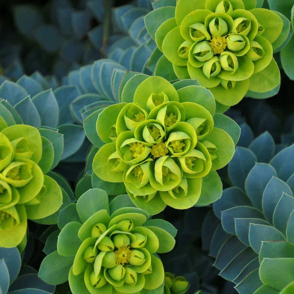 Euphorbia Myrsinites  butași trandafiri de grădină