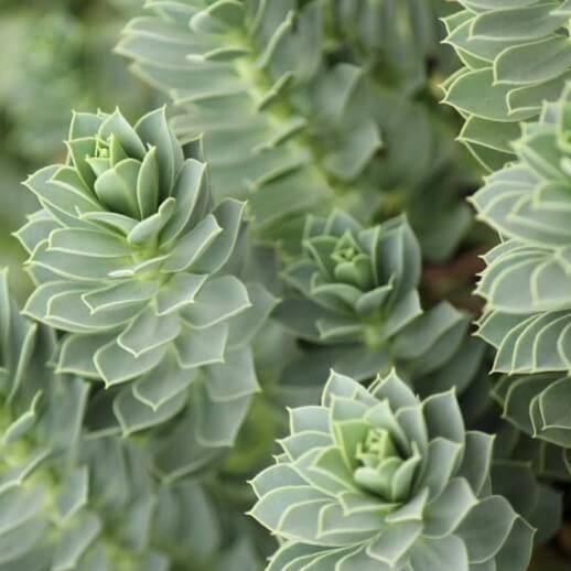 Euphorbia Myrsinites  butași trandafiri de grădină