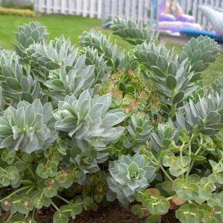 Euphorbia Myrsinites  butași trandafiri de grădină