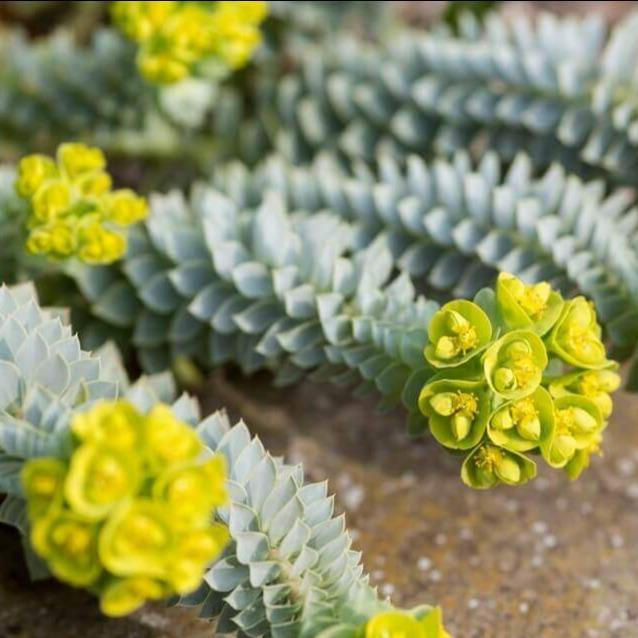 Euphorbia Myrsinites  butași trandafiri de grădină