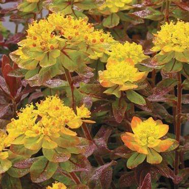 Euphorbia X Polychroma Bonfire  butași trandafiri de grădină