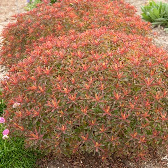 Euphorbia X Polychroma Bonfire  butași trandafiri de grădină