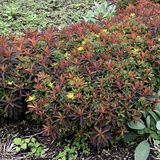 Euphorbia X Polychroma Bonfire  butași trandafiri de grădină