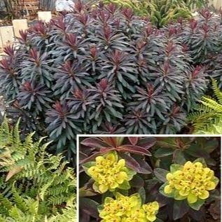 Euphorbia X Polychroma Bonfire  butași trandafiri de grădină
