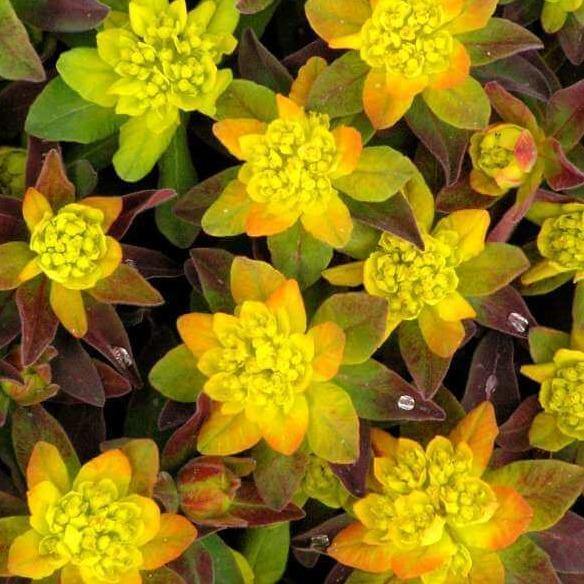 Euphorbia X Polychroma Bonfire  butași trandafiri de grădină