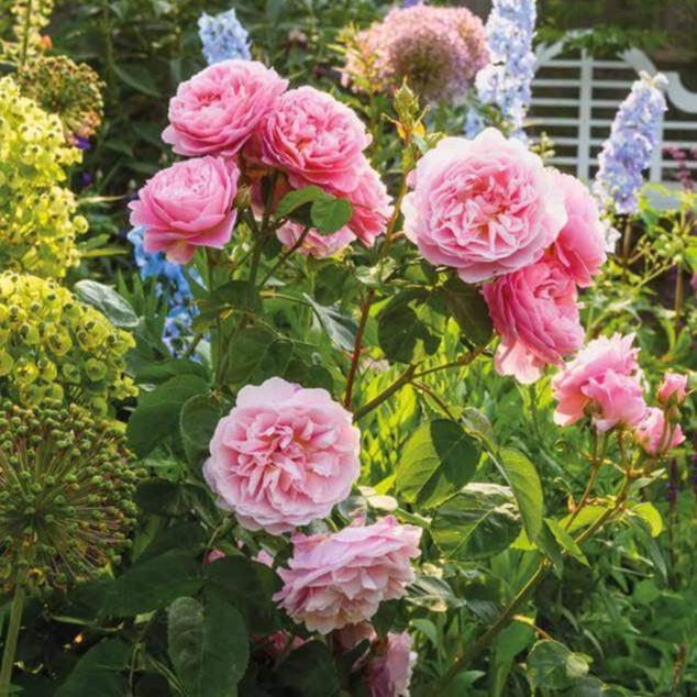 Eustacia Vye Trandafir Englezesc Floribunda butași trandafiri de grădină