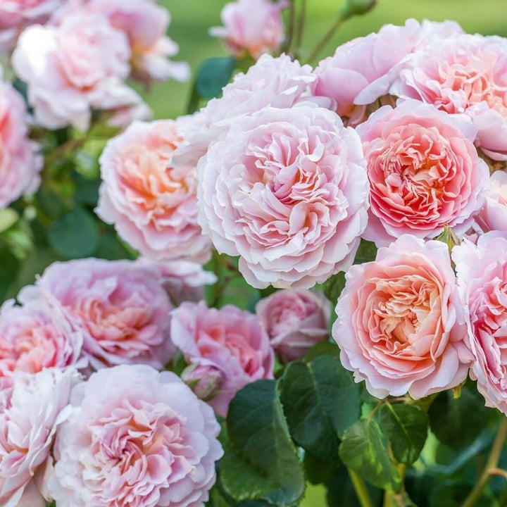 Eustacia Vye Trandafir Englezesc Floribunda butași trandafiri de grădină