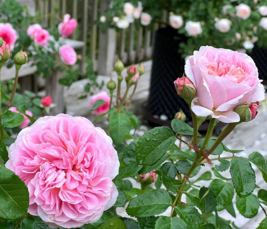 Eustacia Vye Trandafir Englezesc Floribunda butași trandafiri de grădină