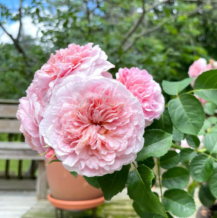 Eustacia Vye Trandafir Englezesc Floribunda butași trandafiri de grădină