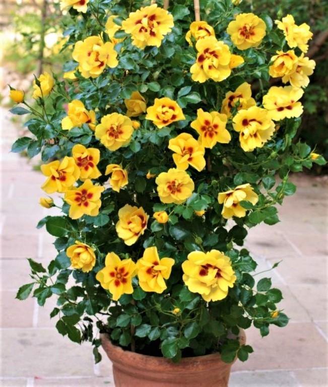 Eyeconic Trandafir Cățărător Urcător butași trandafiri de grădină