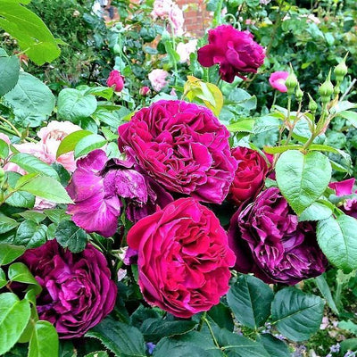 FALSTAFF ® - Butasi trandafiri de gradina - Trandafir floribunda creat in Anglia de David Austin