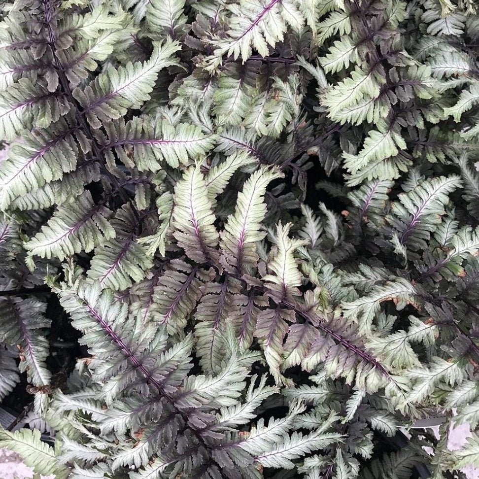 Feriga Crested Surf Plants butași trandafiri de grădină