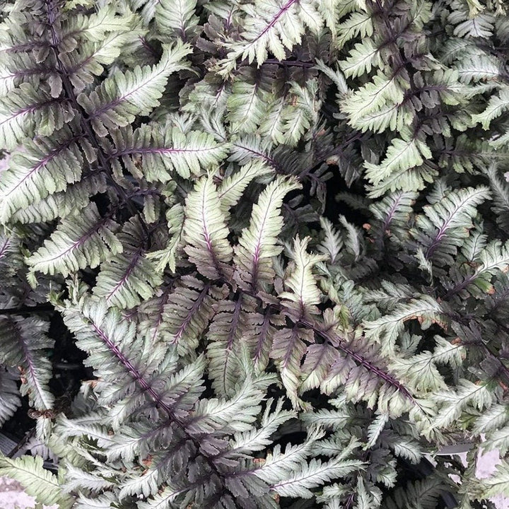 Feriga Crested Surf Plants butași trandafiri de grădină