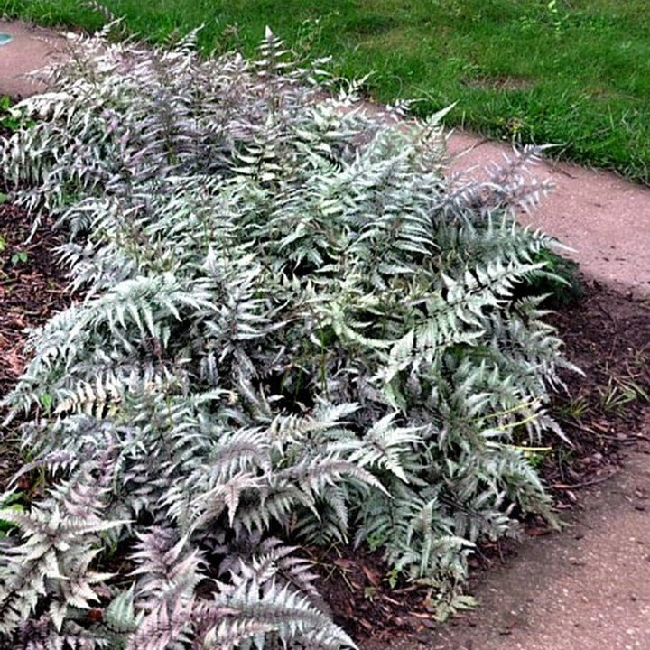 Feriga Crested Surf Plants butași trandafiri de grădină