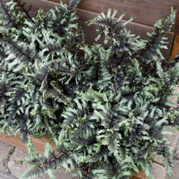 Feriga Crested Surf Plants butași trandafiri de grădină