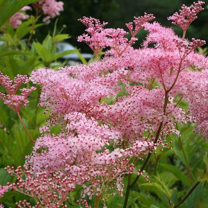 Filipendula Rubra Venusta Magnifica Perene butași trandafiri de grădină